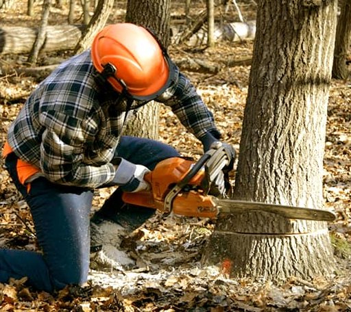 Tree Removal in Mount Gilead, OH